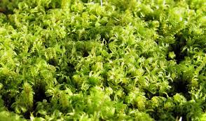 Attēlu rezultāti vaicājumam “Paludella squarrosa”