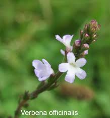 Image result for Verbena officinalis