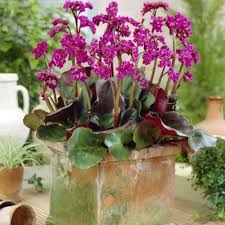 Image result for Bergenie