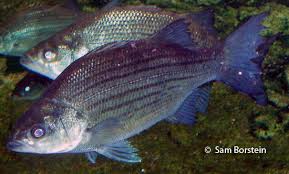 Image result for Morone chrysops