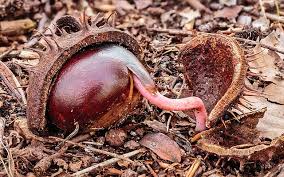 Attēlu rezultāti vaicājumam “Aesculus x hybrida fruit”