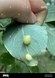 Attēlu rezultāti vaicājumam “Euura pedunculi”