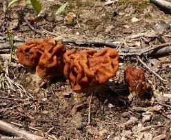 Attēlu rezultāti vaicājumam “Gyromitra”