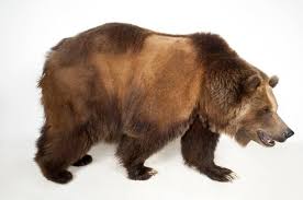 Attēlu rezultāti vaicājumam “Ursus arctos”