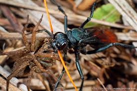Attēlu rezultāti vaicājumam “Pompilidae”