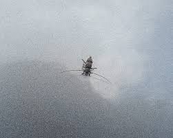 Attēlu rezultāti vaicājumam “Stenotus binotatus male”