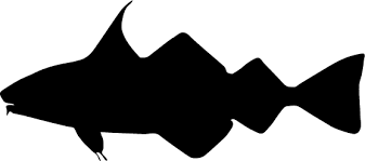 Image result for Melanogrammus aeglefinus