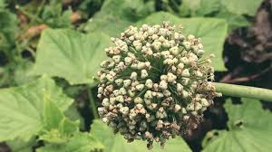 Attēlu rezultāti vaicājumam “Cicuta virosa flower”