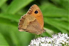 Attēlu rezultāti vaicājumam “Maniola jurtina”