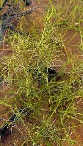 Attēlu rezultāti vaicājumam “Najas flexilis”