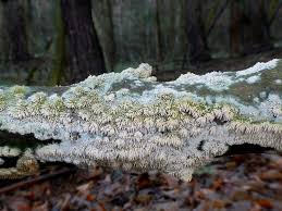 Attēlu rezultāti vaicājumam “Hyphodontia barba-jovis”