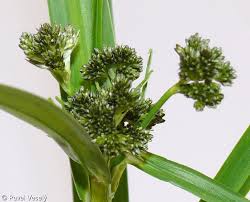 Attēlu rezultāti vaicājumam “Scirpus sylvaticus fruit”