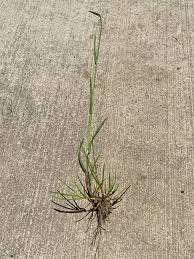 Attēlu rezultāti vaicājumam “Poa compressa leaf”