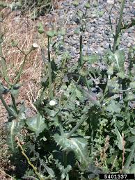 Attēlu rezultāti vaicājumam “Sonchus asper flower”