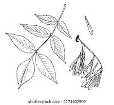 Attēlu rezultāti vaicājumam “Fraxinus excelsior leaf”