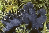 Attēlu rezultāti vaicājumam “Peltigera polydactylon”