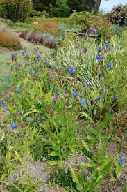 Attēlu rezultāti vaicājumam “Commelina coelestis”