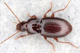 Attēlu rezultāti vaicājumam “Pterostichus quadrifoveolatus”