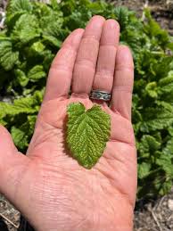 Attēlu rezultāti vaicājumam “Melissa officinalis leaf”
