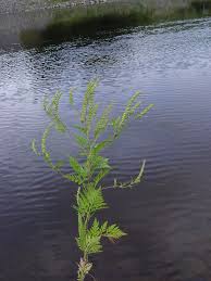 Attēlu rezultāti vaicājumam “Ambrosia artemisiifolia fruit”