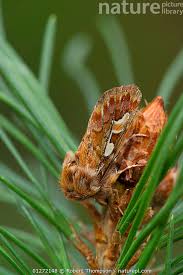 Attēlu rezultāti vaicājumam “Panolis flammea”