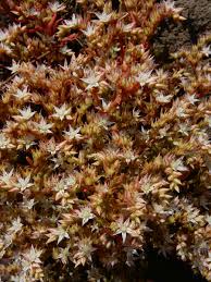 Attēlu rezultāti vaicājumam “Sedum pallidum”