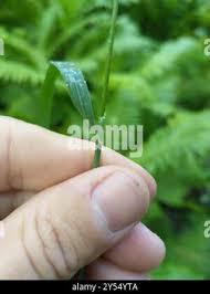 Attēlu rezultāti vaicājumam “Calamagrostis purpurea fruit”