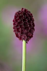 Attēlu rezultāti vaicājumam “Sanguisorba officinalis bud”