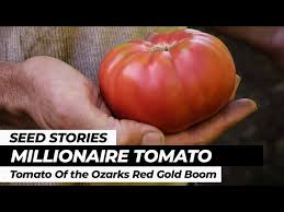 Afbeeldingsresultaat voor millionaire tomato