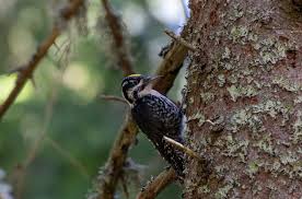 Attēlu rezultāti vaicājumam “Picoides tridactylus adult”