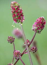 Image result for Sanguisorba minor