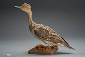 Image result for Anas acuta