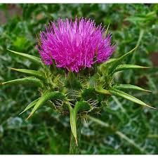 Image result for Silybum marianum