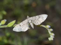 Attēlu rezultāti vaicājumam “Eupithecia venosata”