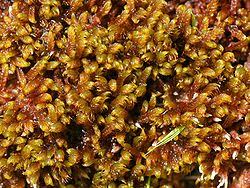 Attēlu rezultāti vaicājumam “Scorpidium revolvens”