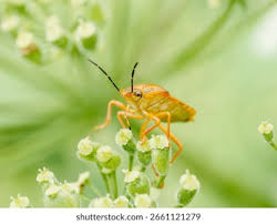 Attēlu rezultāti vaicājumam “Carpocoris purpureipennis”