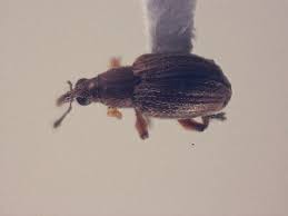 Attēlu rezultāti vaicājumam “Apion sp.”