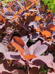 Attēlu rezultāti vaicājumam “Cotinus coggygria”