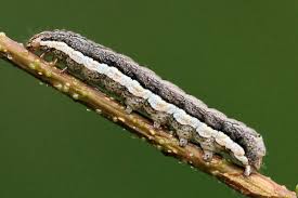 Attēlu rezultāti vaicājumam “Eurois occulta”