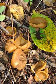 Attēlu rezultāti vaicājumam “Sowerbyella radiculata”