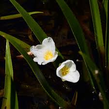 Attēlu rezultāti vaicājumam “Stratiotes aloides”