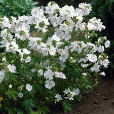 Image result for Malva moschata alba