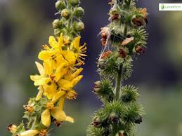 Attēlu rezultāti vaicājumam “Agrimonia eupatoria flower”