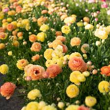 Attēlu rezultāti vaicājumam “Ranunculus mendax”