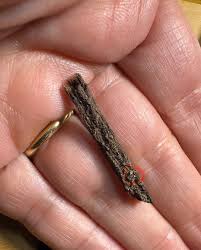 Attēlu rezultāti vaicājumam “Didymium squamulosum stalked”