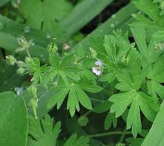 Attēlu rezultāti vaicājumam “Geranium pusillum”