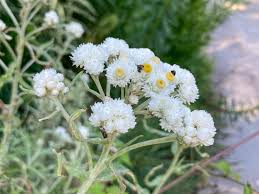 Attēlu rezultāti vaicājumam “Anaphalis margaritacea leaf”