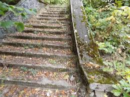 Attēlu rezultāti vaicājumam “Syntrichia latifolia”