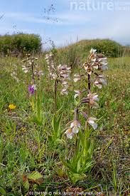 Attēlu rezultāti vaicājumam “Epipactis palustris flower”