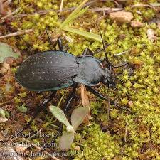 Attēlu rezultāti vaicājumam “Carabus hortensis”